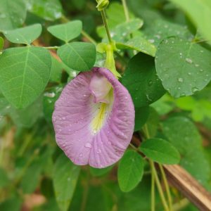 Aparajita Pink Single Petal / Clitoria ternatea  / Gokarna / Butterfly Pea ( 10 Seeds)