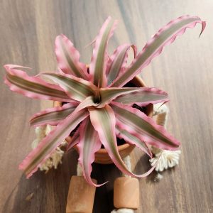 Earth Star / Cryptanthus ( Pink )