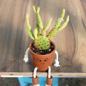 Bunny Ear Cactus in Cute Pot