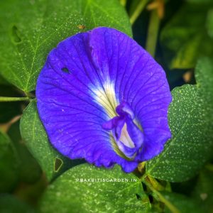 Aparajita Blue Single Petal / Clitoria ternatea / Butterfly Pea / Gokarna ( 10 Seeds )