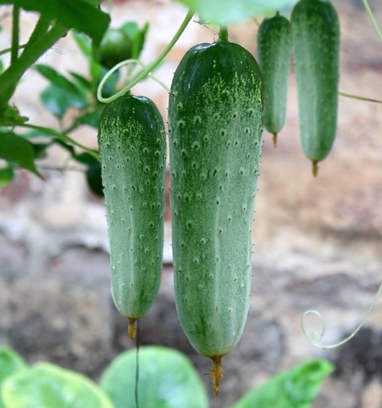 Hybrid Cucumber/Hybrid Kheera Prakriti's Garden