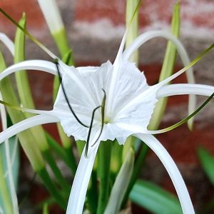 Spider Lily White Color ( Set of 2 Bulbs )