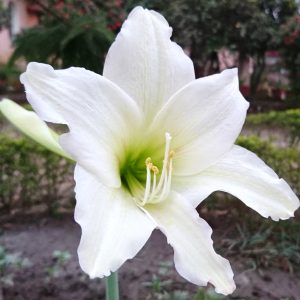 White Amaryllis Lily ( Set of 2 bulbs )