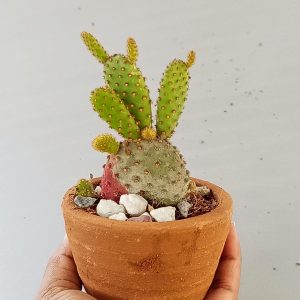 Red Bunny Ear Cactus  /Opuntia