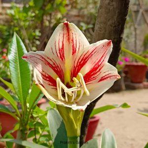 Bicolour Amaryllis Lily ( 1 Bulb )