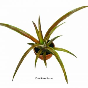 Ornamental Pineapple  / Bromeliad
