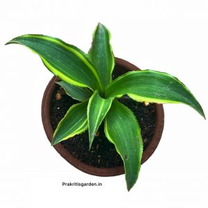 Cryptanthus Bivittatus ‘Green Star’