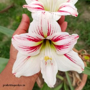 Amaryllis Lily Bicolor White Stripes ( 1 Bulb )