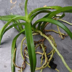 Vanda Orchid /Vanda tessellata(Mildly Fragrant Orchid)