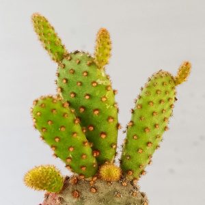 Red Bunny Ear Cactus  /Opuntia