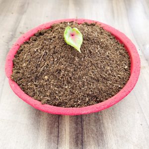 Vermicompost fortified with Seaweed (1 kg )