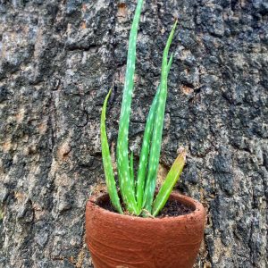 Medicinal Aloe/Aloevera/Gheekumari