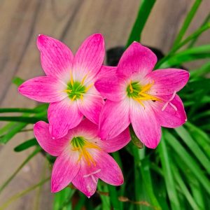 Rain Lily Dark Pink  Color (Set of 3 Bulbs)