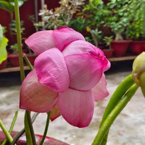 Lotus/kamalgatta seeds/kamal