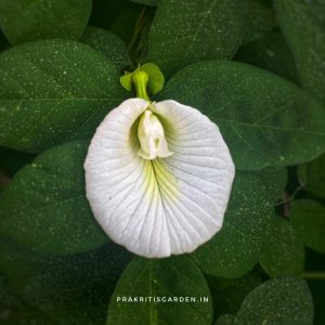 Aparajita White Single petal / Clitoria ternatea  / Gokarna / Butterfly Pea / ( 10 Seeds)