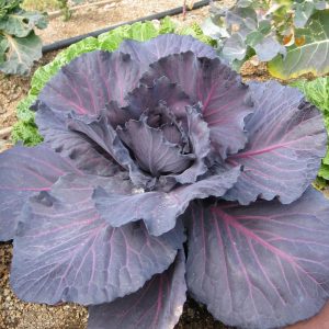 Red Cabbage ( 10 Seeds )