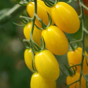 Tomato Yellow Exotic Vegetable seeds ( 10 Seeds )