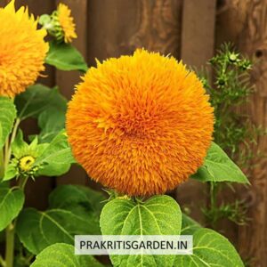 Helianthus ‘Teddy Bear’ Sunflower