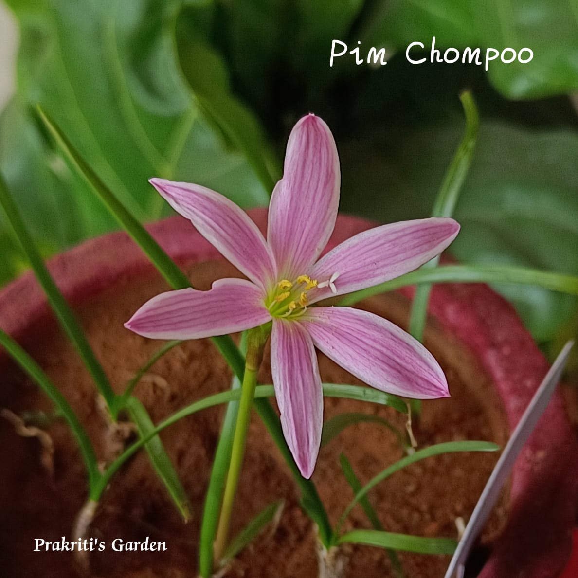 Rain Lily “Pim Chompoo” ( 1 Bulb )