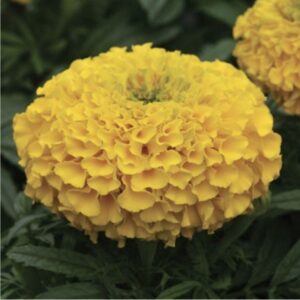 Marigold African Double  Dwarf F2 ( Yellow )