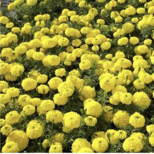 Marigold African Double  Dwarf F2 ( Yellow )