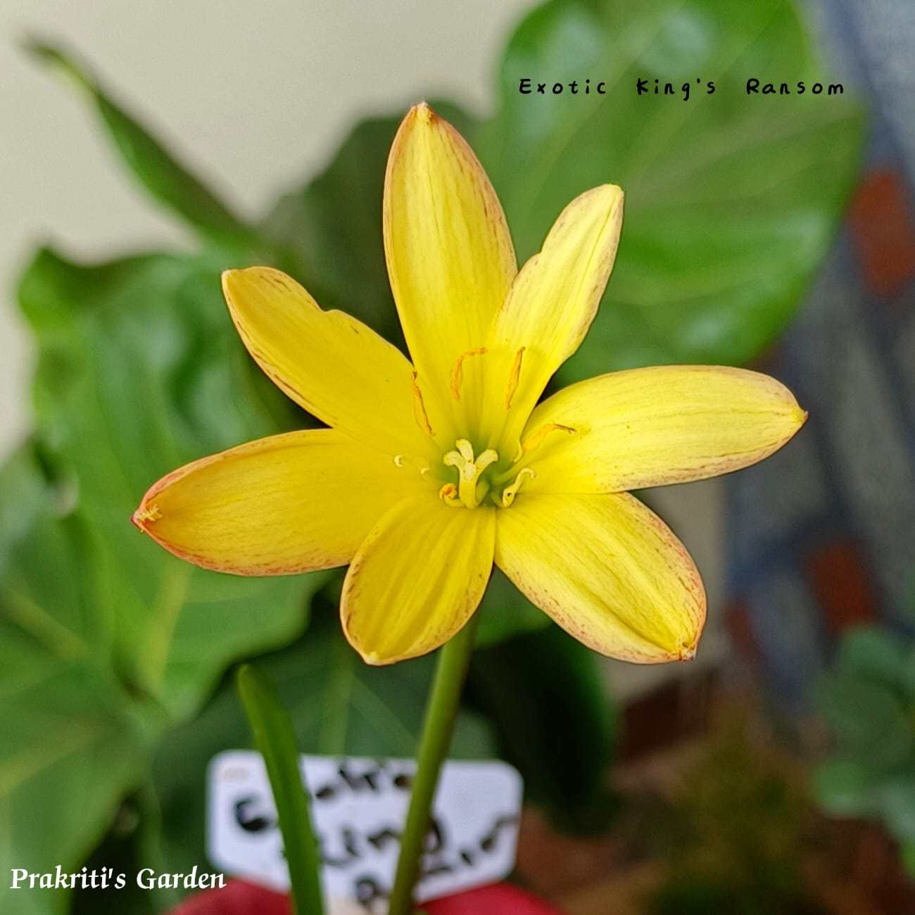 Rain Lily “Exotic King’s Ransom” ( 1 Bulb )