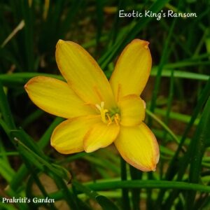 Rain Lily “Exotic King’s Ransom” ( 3 Bulb )