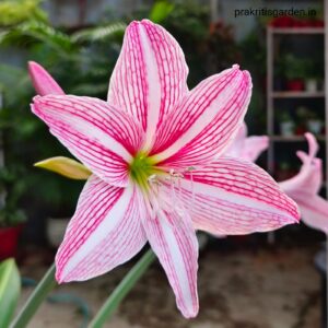 Amaryllis Lily Bicolor White – Pink ( Set of 2 Bulb )