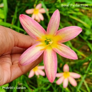 Rain Lily “Rose Perfection” ( 3 Bulb )
