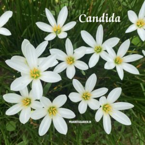 Rain Lily Mixed Color 20 Bulbs ( 5 Bulbs each of 4 Color )