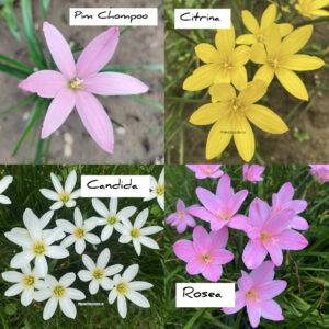 Rain Lily Mixed Color 20 Bulbs ( 5 Bulbs each of 4 Color )