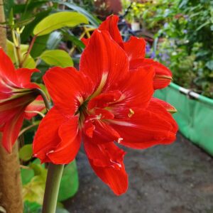 Amaryllis Lily Double Petal Flower “Red” ( 1 Bulb )