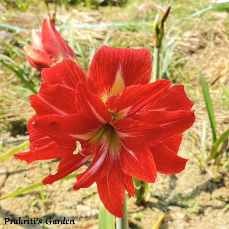 Amaryllis Lily Double Petal Flower “Red” ( Set of 2 Bulb )