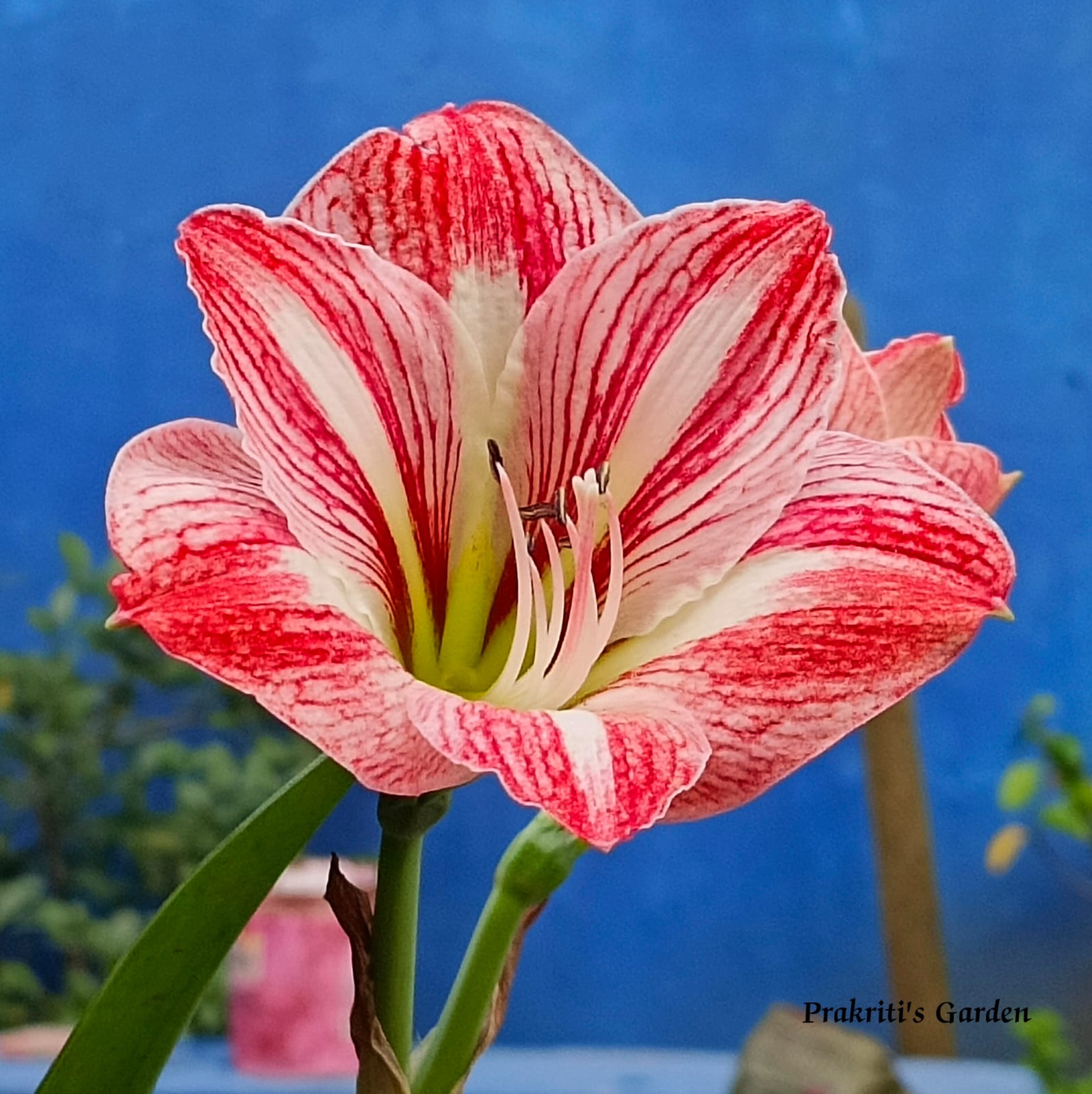 Amaryllis Lily Bicolor Pink Stripes ( 1 Bulb )