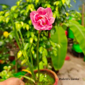 Rain Lily ‘Madame butterfly’ ( 1 Bulb )