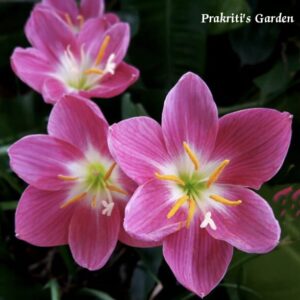 Rain Lily ‘Firefly’ ( 2 Bulb )