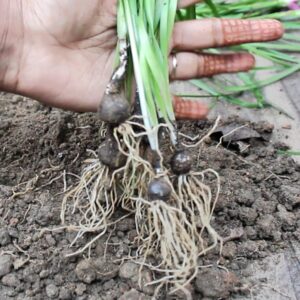 Rain Lily ‘Young Love’ ( 1 Bulb )