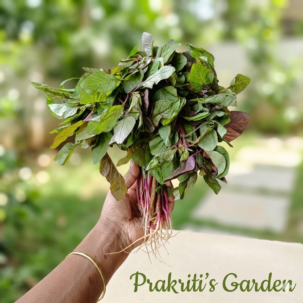 Green Amaranth / Chaulai Seeds