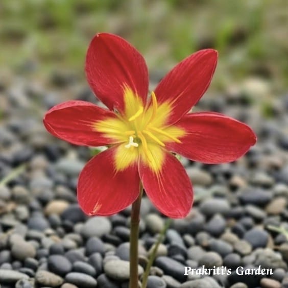 Rain Lily ‘Young Love’ ( 1 Bulb )