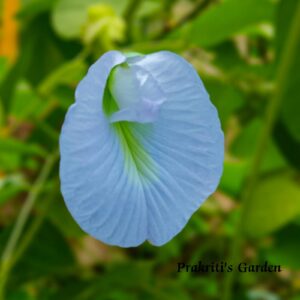 Aparajita Sky Blue Single petal / Clitoria ternatea / Gokarna / Butterfly Pea / ( 10 Seeds)