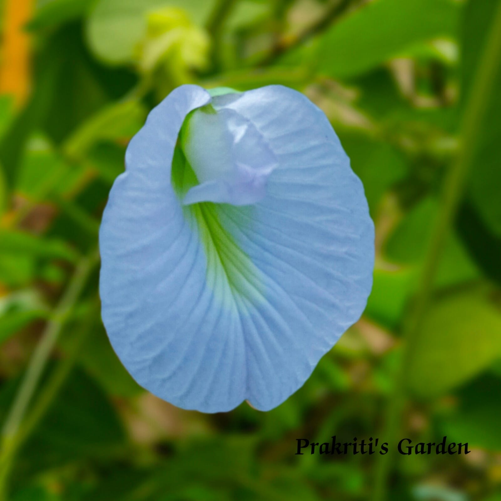 Aparajita Sky Blue Single petal / Clitoria ternatea / Gokarna / Butterfly Pea / ( 10 Seeds)