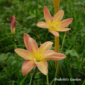 Rain Lily ‘Yanti Chandra’ ( 1 Bulb )
