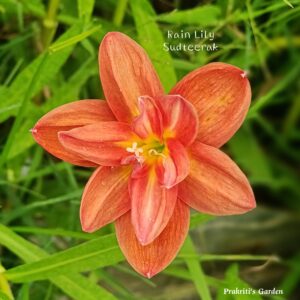 Rain Lily ‘Sudteerak’ ( 1 Bulb )