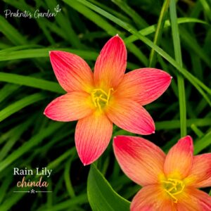 Rain Lily ‘Chinda’ ( 1 Bulb )