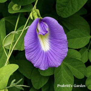 Aparajita Purple Single petal / Clitoria ternatea / Gokarna / Butterfly Pea / ( 10 Seeds)