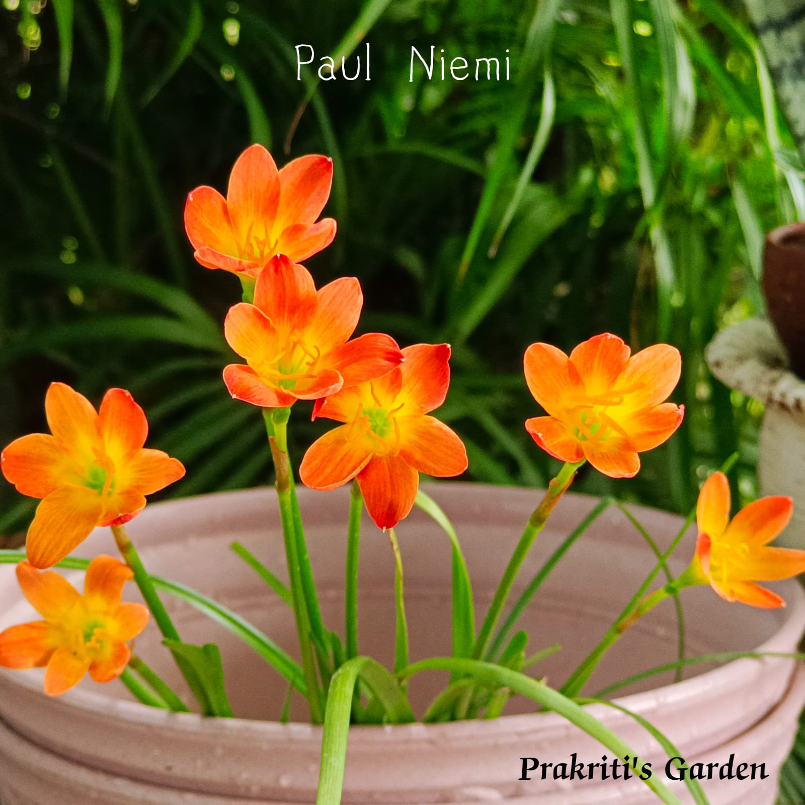 Rain Lily 'Paul Niemi' ( 2 Bulb ) - Image 2