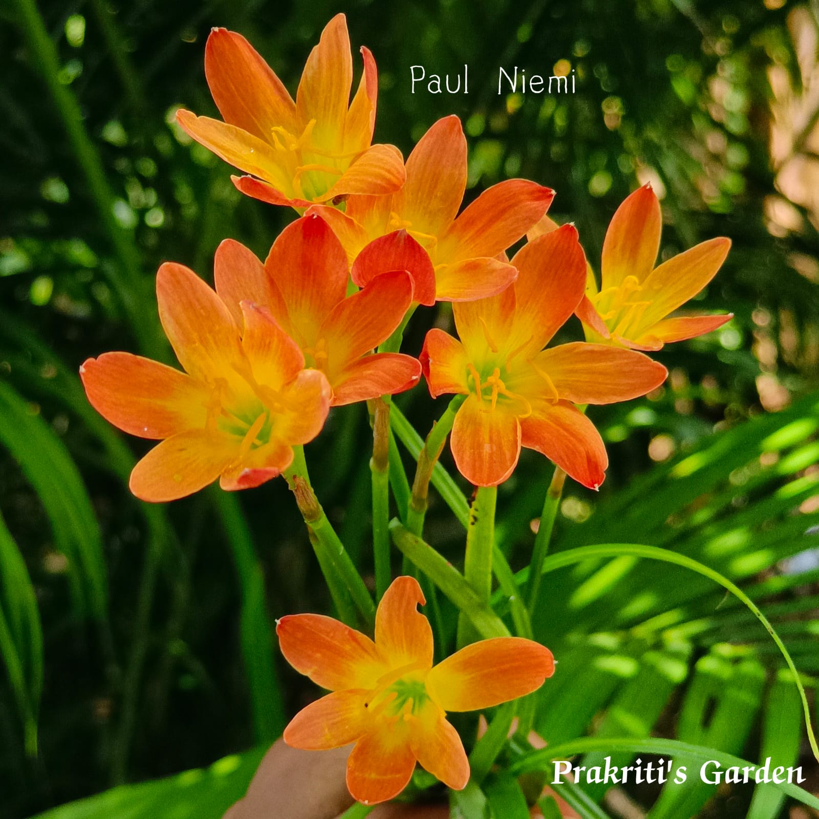 Rain Lily 'Paul Niemi' ( 2 Bulb )